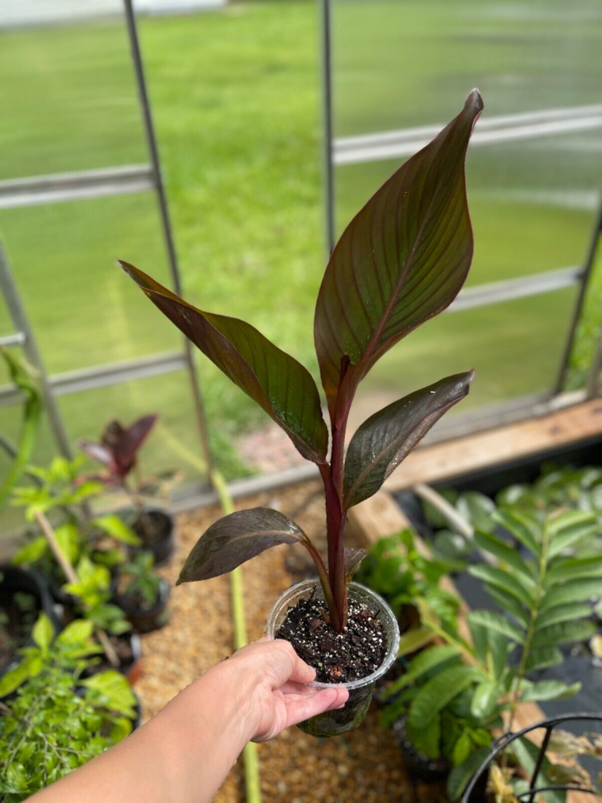 Canna Lily "Black Knight"