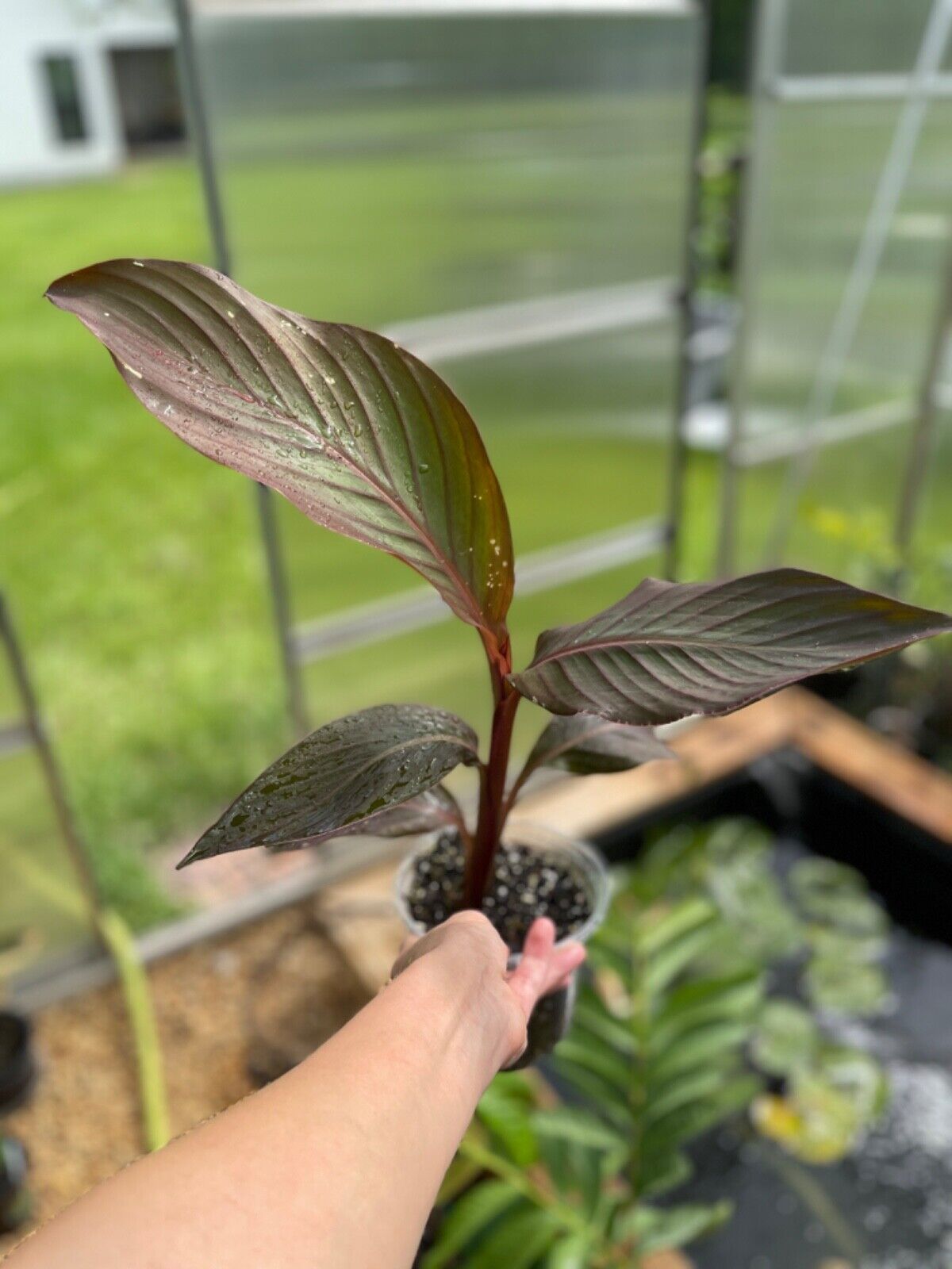 Canna Lily "Black Knight"