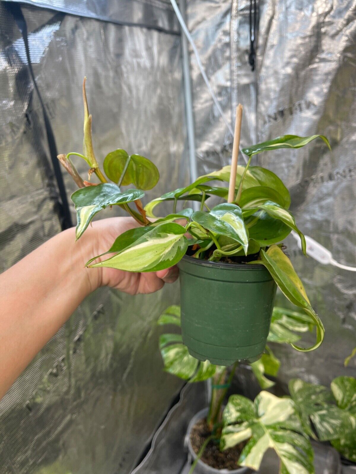 Philodendron Cream Splash