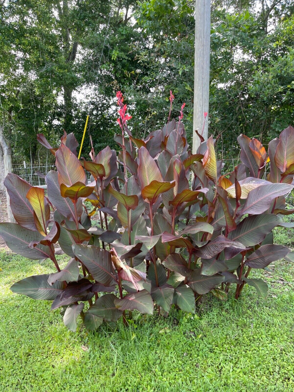 Canna Lily "Black Knight"