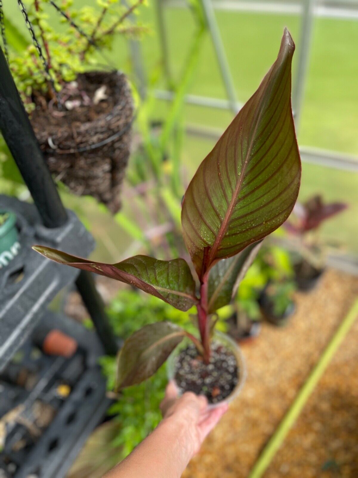 Canna Lily "Black Knight"