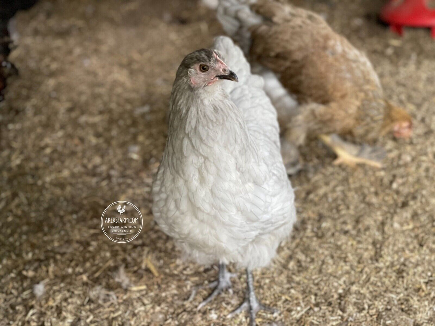 Olive Egger/Easter Egger Rare Breeds Mixed Chicken Hatching eggs NPIP AI 