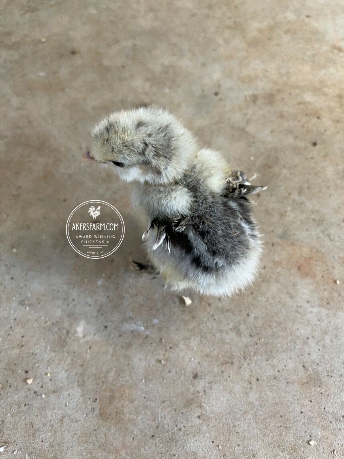 Olive Egger/Easter Egger Rare Breeds Mixed Chicken Hatching eggs NPIP AI 