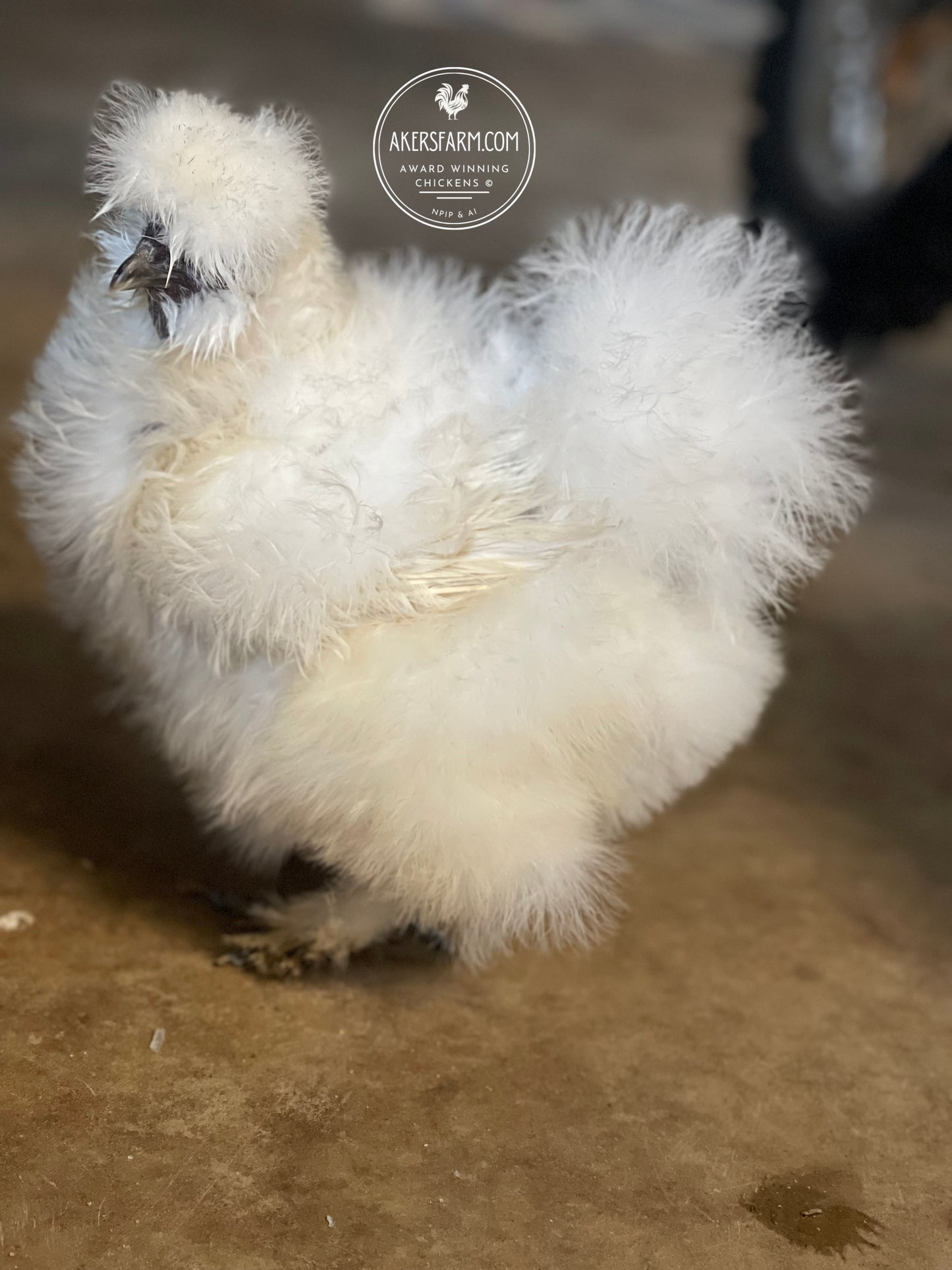 Silkie Hatching Eggs Hens Choice, Black, White, project 4 Satin/Frizzle NPIP & AI