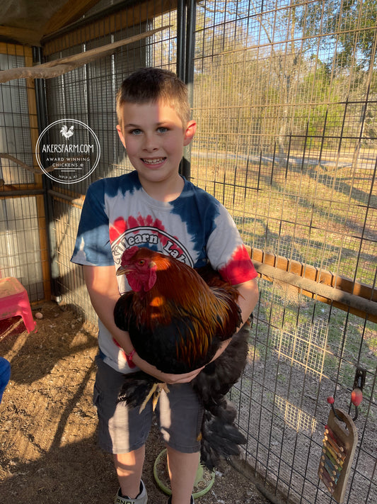 Blue/Black/Splash GOLD Partridge Brahma Hatching Eggs