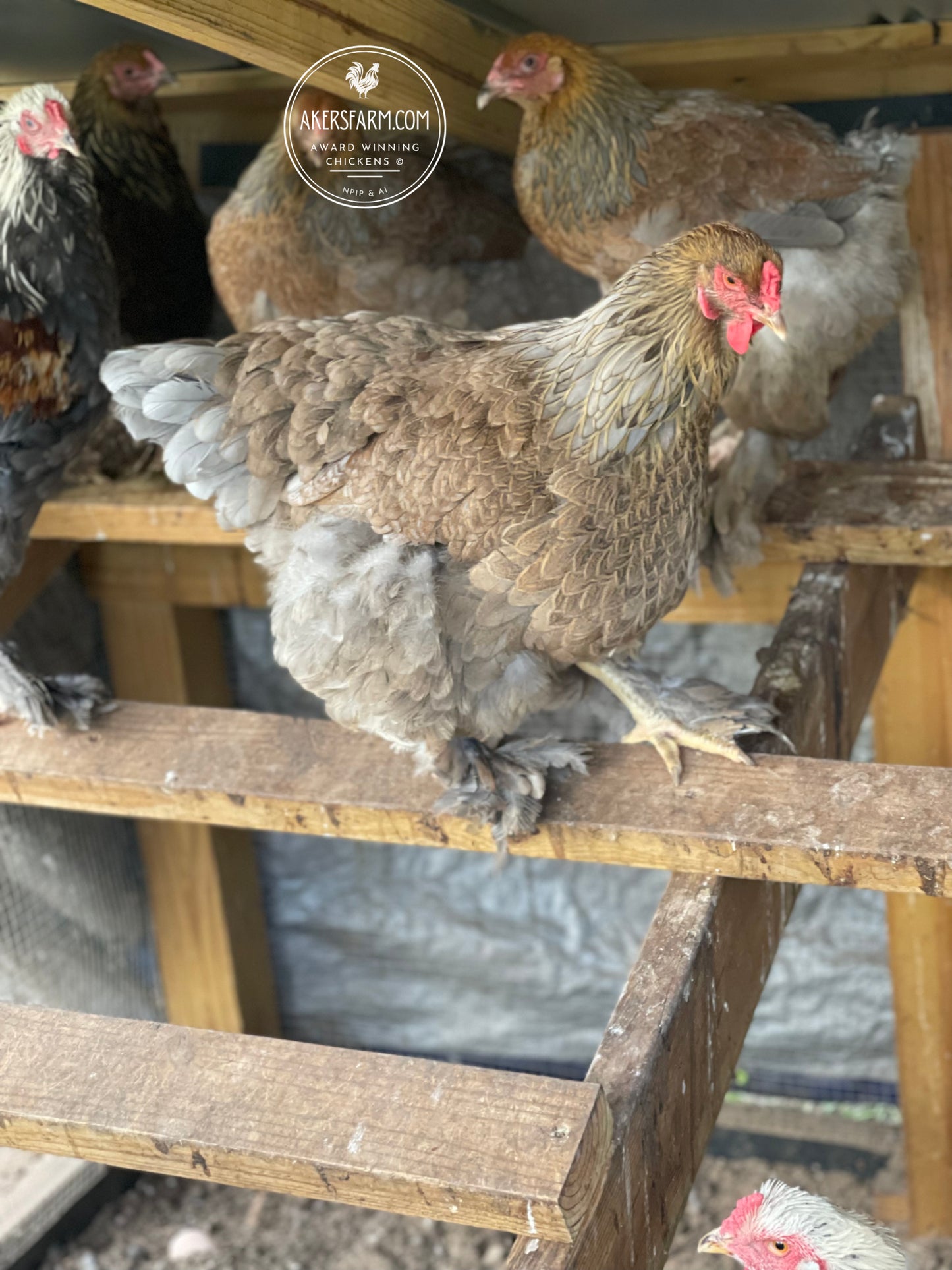 Gold laced Brahma hens chickens. Find Hatching eggs at my farm. Rainbow  Brahma farm