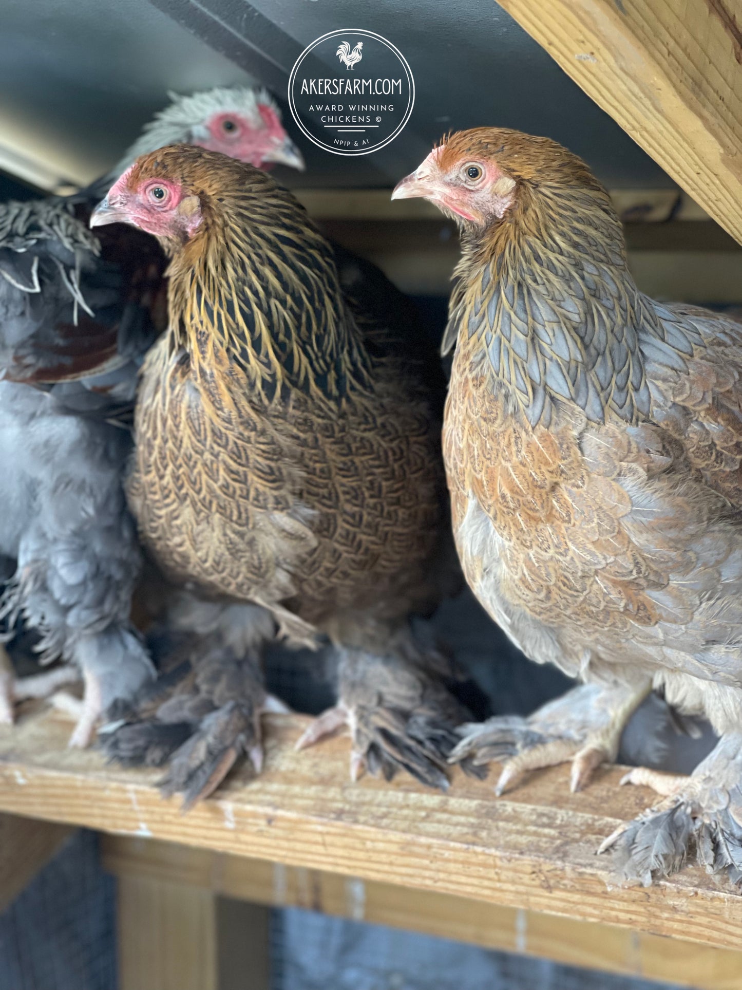 6 x gold/blue partridge Brahma bantam hatching eggs – The Hatch Shed