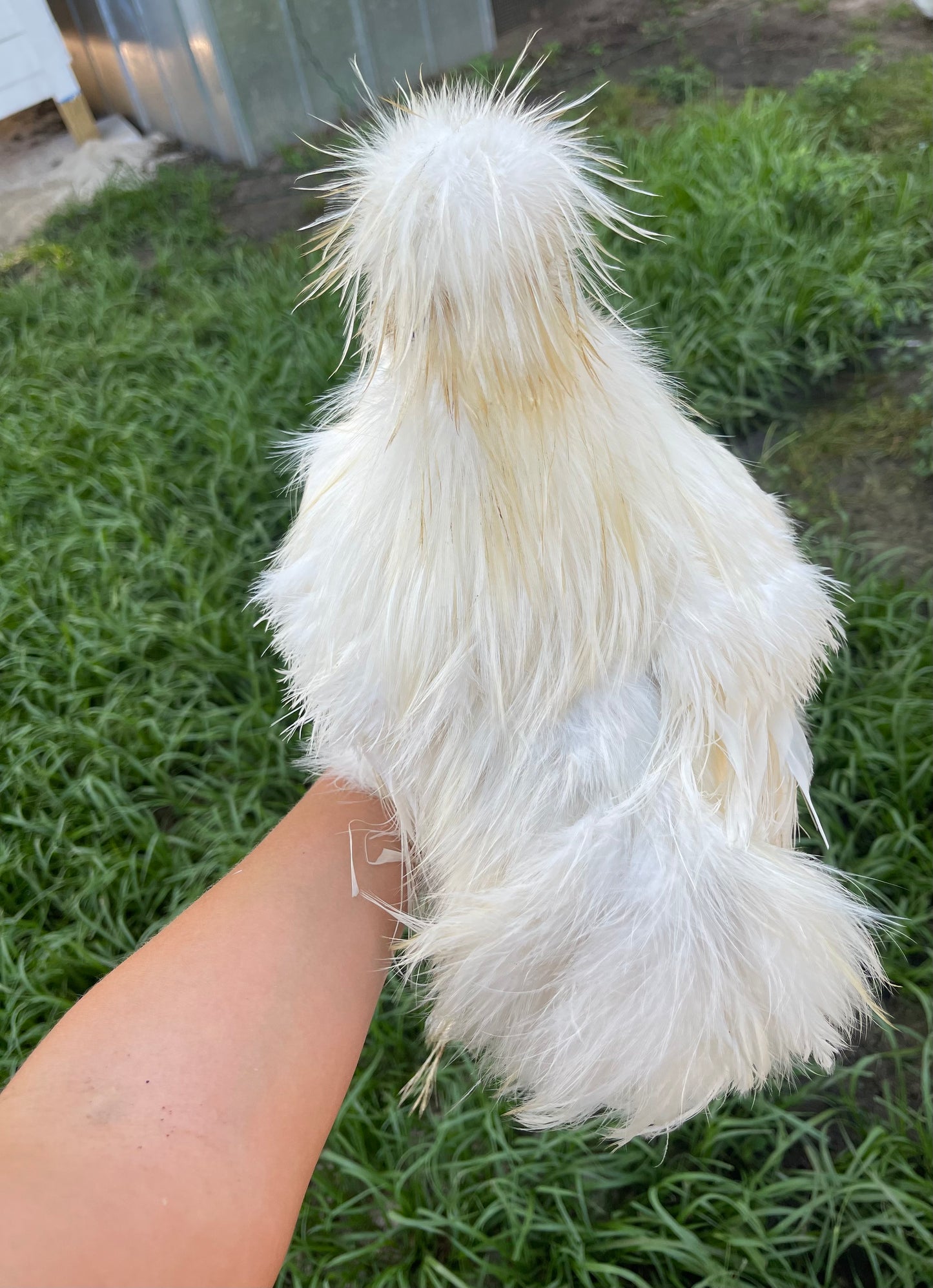 Silkie Hatching Eggs Hens Choice, Black, White, project 4 Satin/Frizzle NPIP & AI