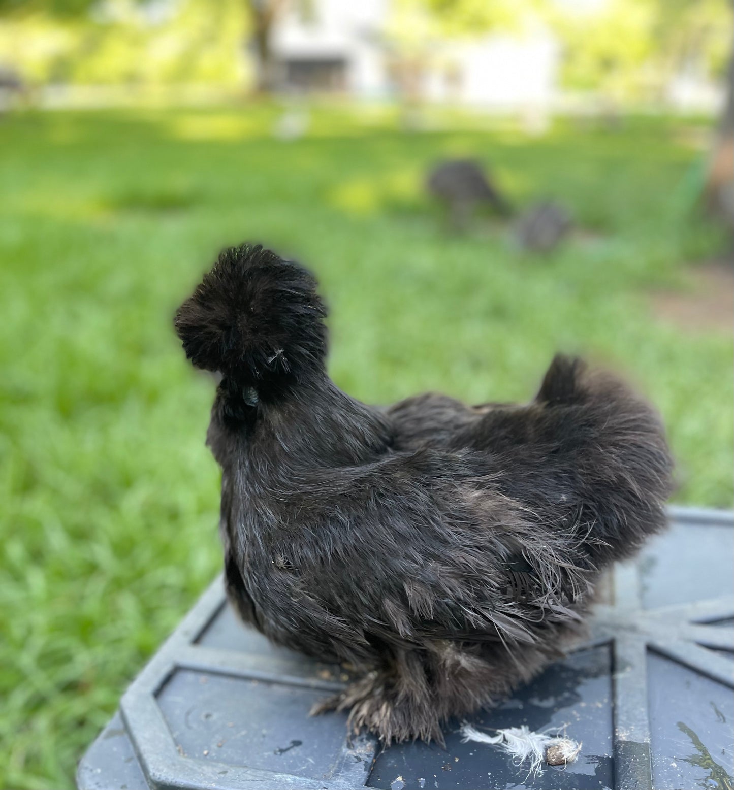 Silkie Hatching Eggs Hens Choice, Black, White, project 4 Satin/Frizzle NPIP & AI