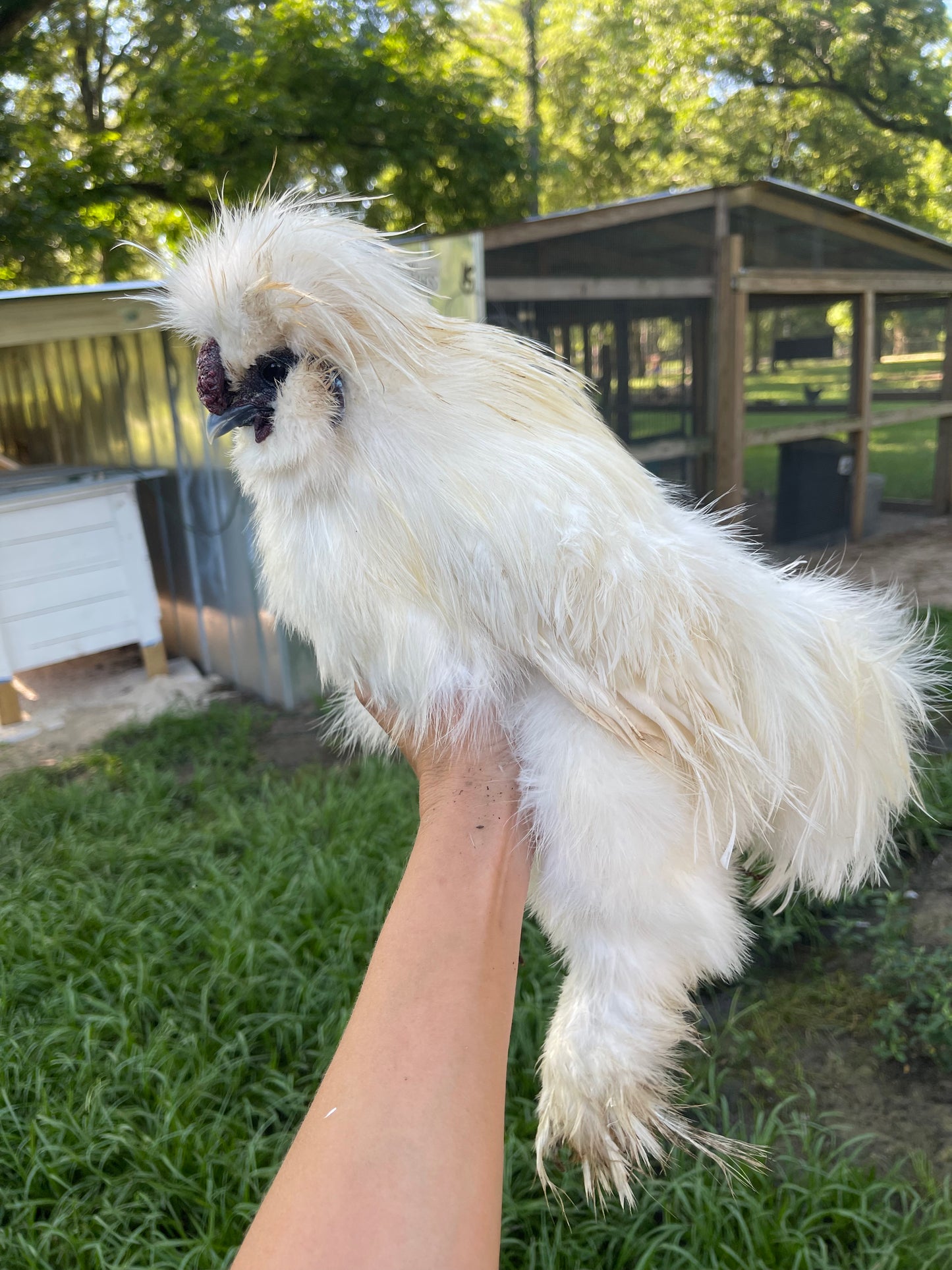 Silkie Hatching Eggs Hens Choice, Black, White, project 4 Satin/Frizzle NPIP & AI