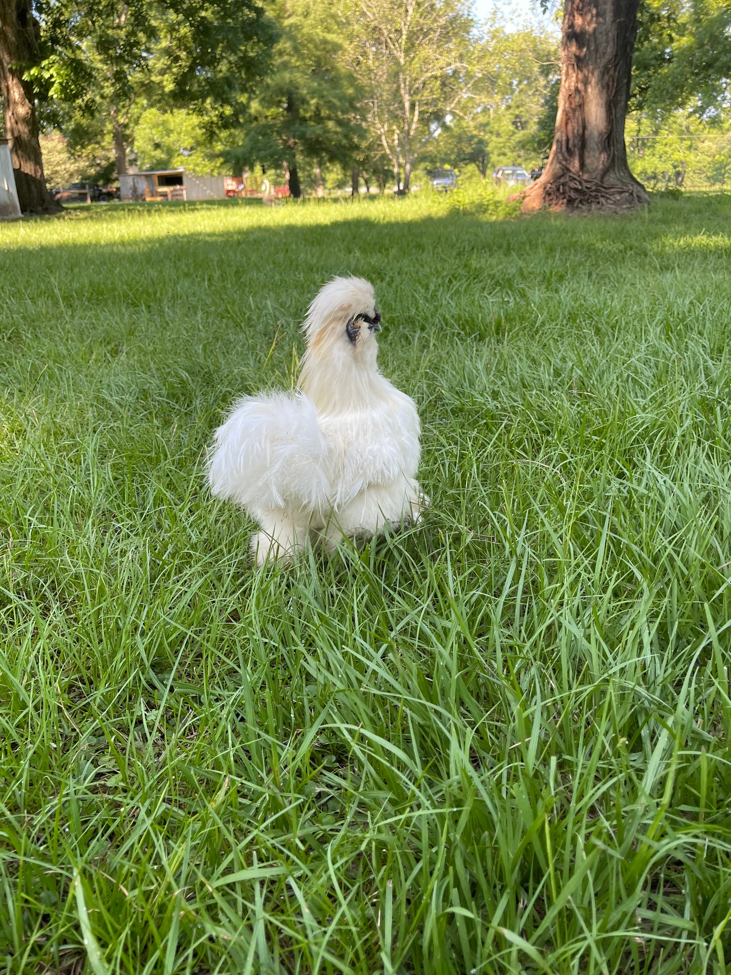 Silkie Hatching Eggs Hens Choice, Black, White, project 4 Satin/Frizzle NPIP & AI