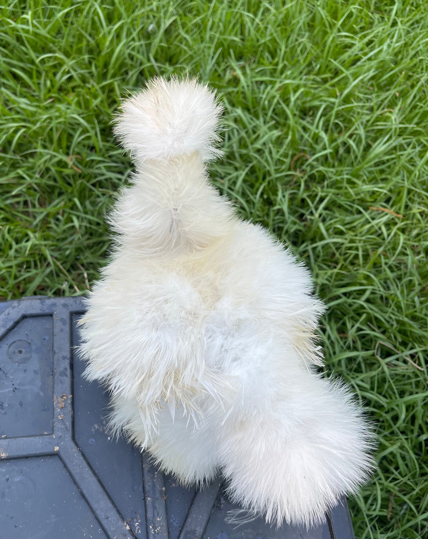 Silkie Hatching Eggs Hens Choice, Black, White, project 4 Satin/Frizzle NPIP & AI