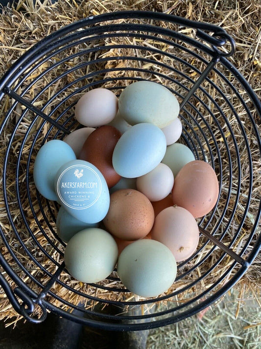 Colorful Layer Rare Breeds Mixed Chicken Hatching eggs NPIP AI 