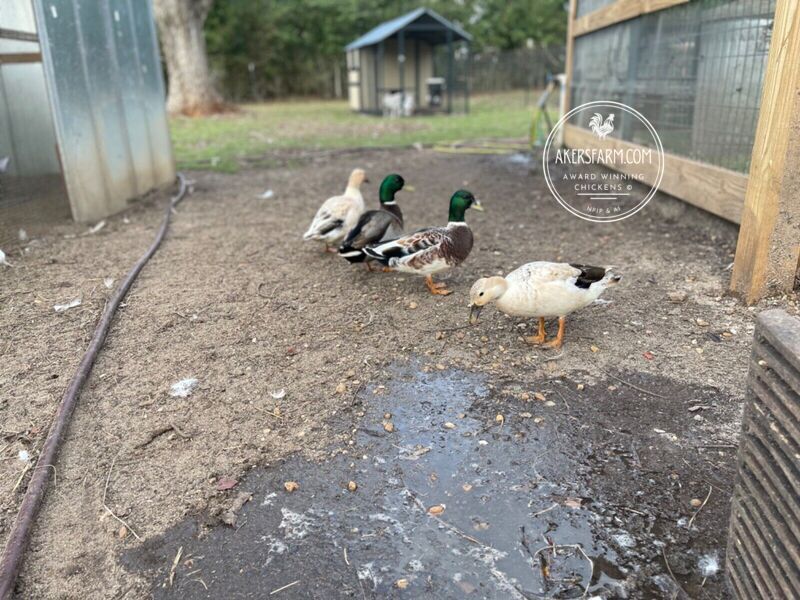 Call Duck Snowy Hatching eggs PREORDER ONLY Akers Farm