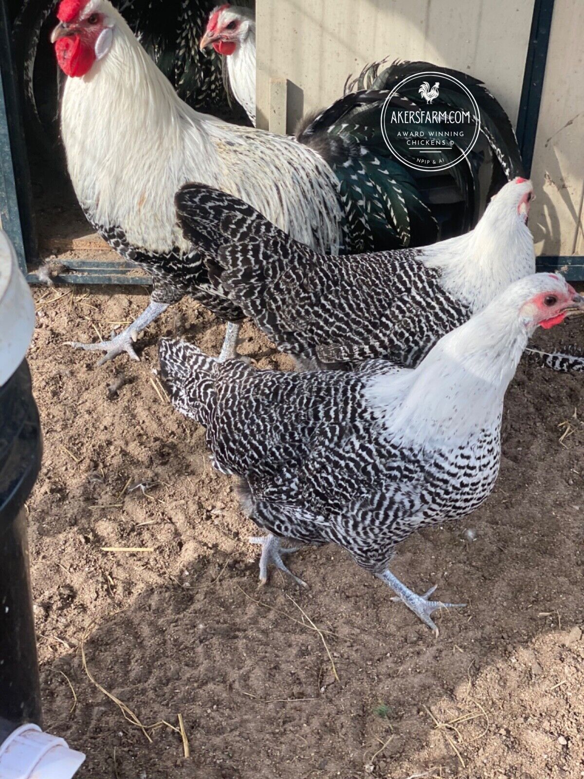 Deathlayer Flock Silver Deathlayer Hatching Eggs – Akers Farm