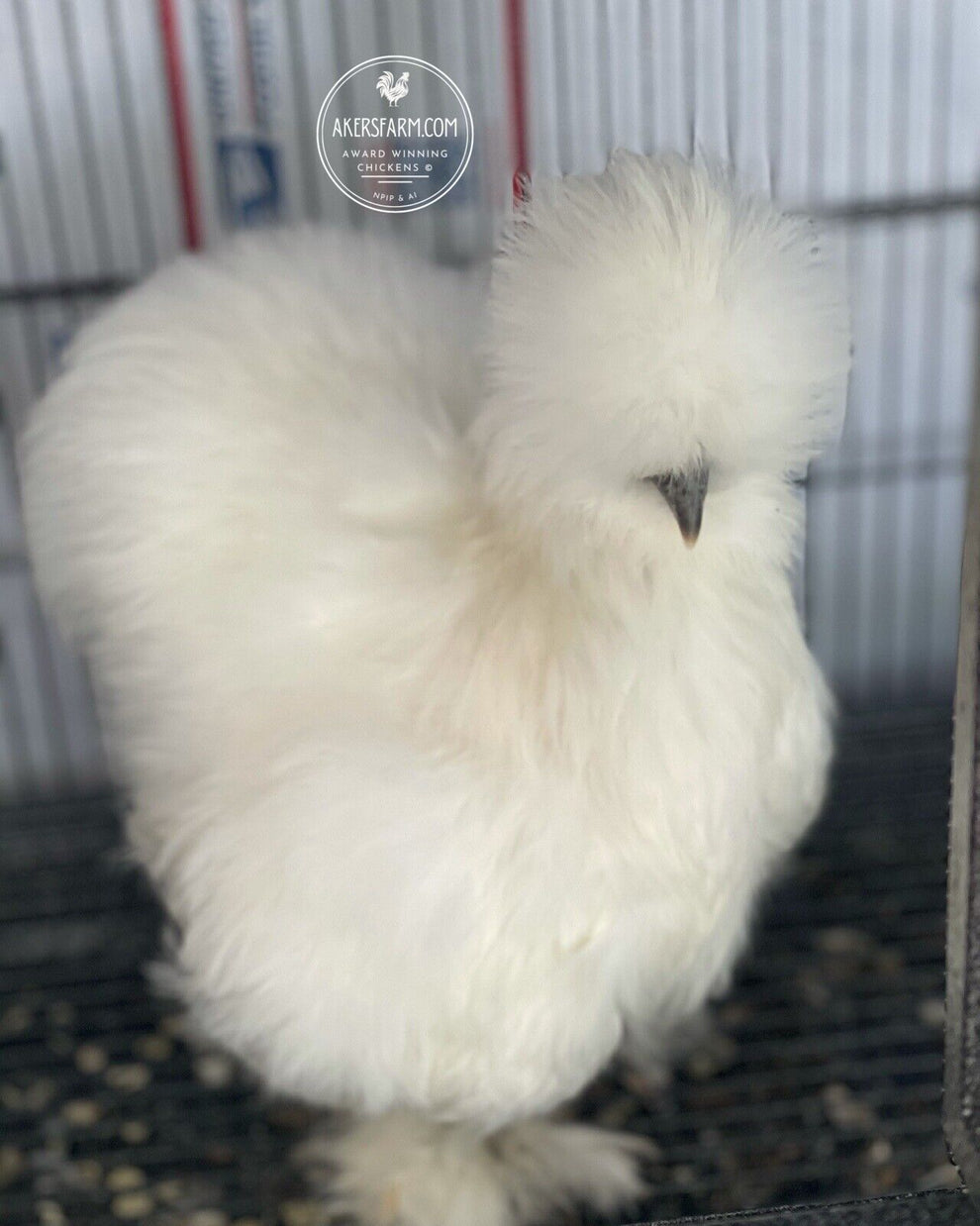 Silkie Hatching Eggs Hens Choice, Black, White, project 4 Satin/Frizzl