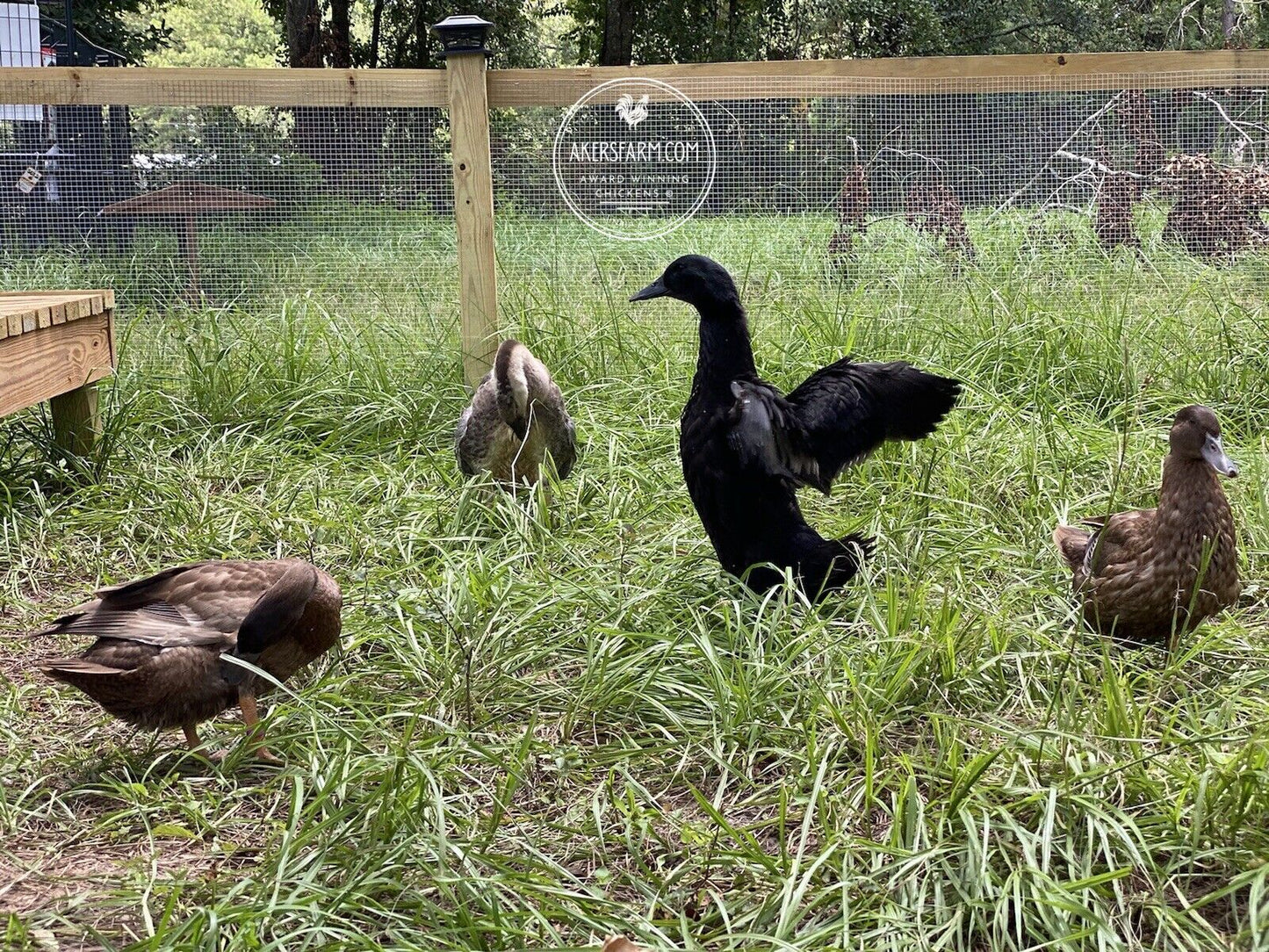 Duck Mixed breed Hatching eggs