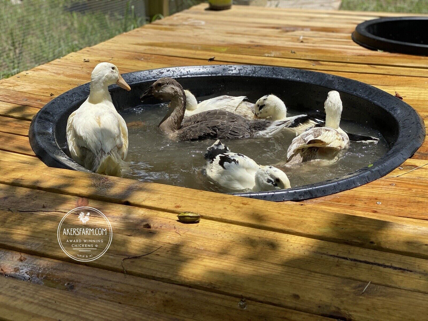 Duck Mixed breed Hatching eggs