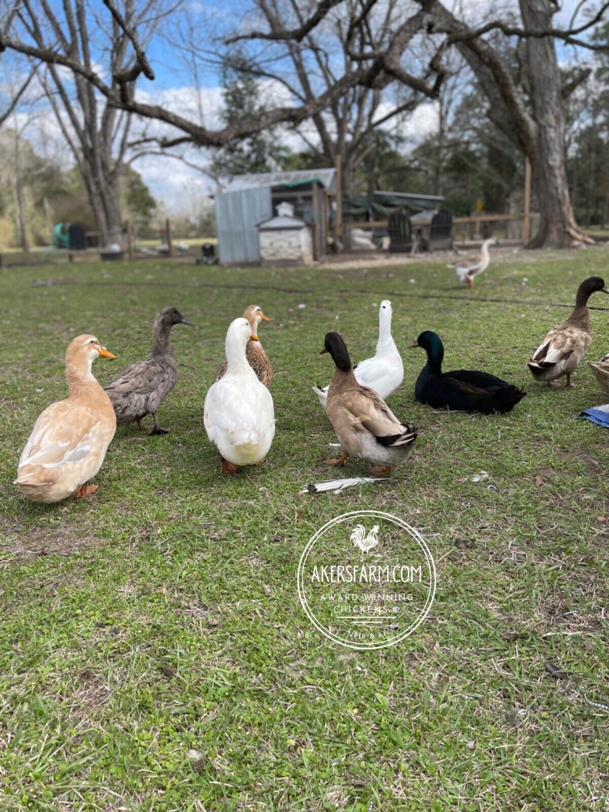 Assorted Ducks Duck Mixed breed Hatching eggs – Akers Farm