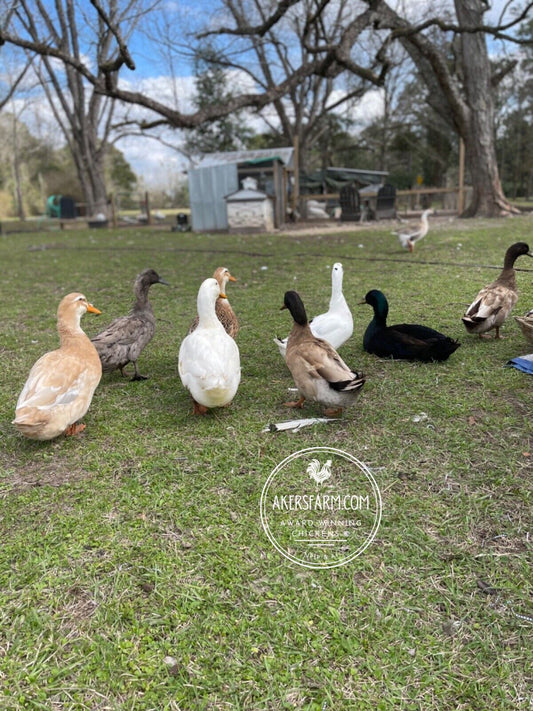 Duck Mixed breed Hatching eggs